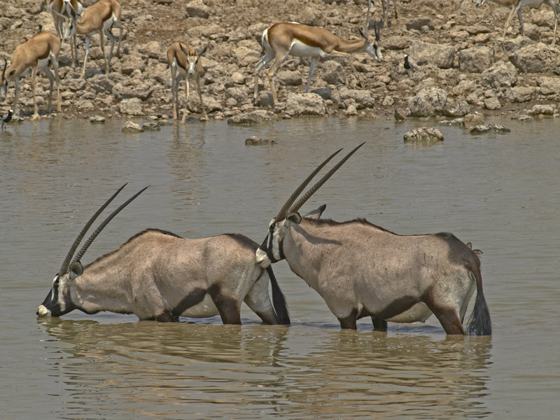 Okaukuejo, Oryx